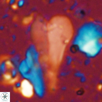 Bramletteius sp 55169