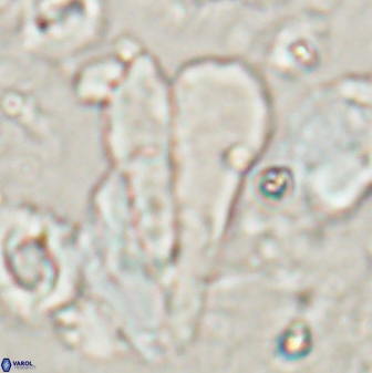 Bramletteius sp 55170