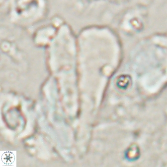 Bramletteius sp 55170