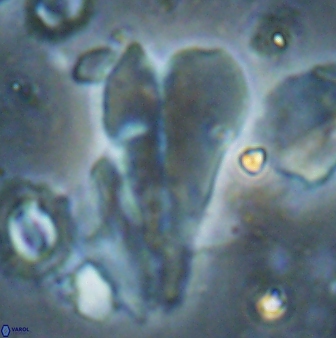 Bramletteius sp 55171