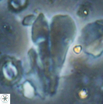 Bramletteius sp 55171
