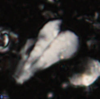 Bramletteius sp 55172