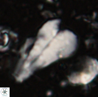 Bramletteius sp 55172