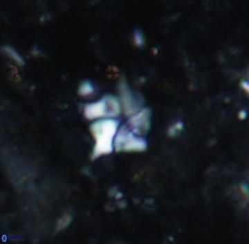 Bukryaster hayi 1116