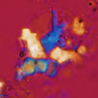 Bukryaster ozanensis 861