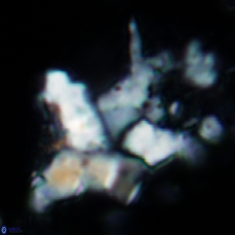 Bukryaster ozanensis 860