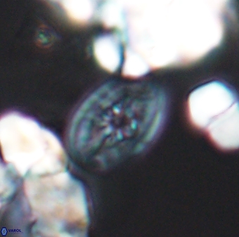 Bukrylithus ambiguus 8934