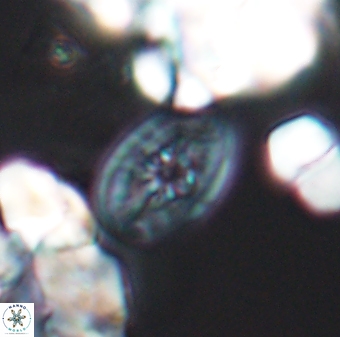 Bukrylithus ambiguus 8934
