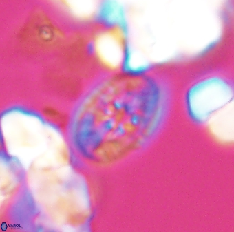 Bukrylithus ambiguus 8935