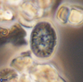 Bukrylithus ambiguus 8936