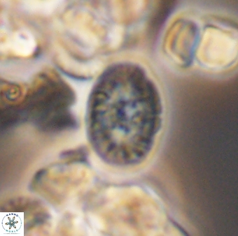 Bukrylithus ambiguus 8936