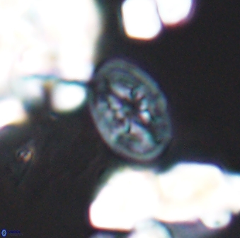 Bukrylithus ambiguus 8930