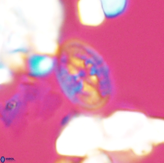 Bukrylithus ambiguus 8931