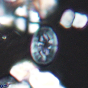 Bukrylithus ambiguus 8932