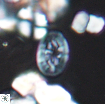 Bukrylithus ambiguus 8932