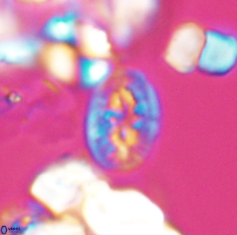 Bukrylithus ambiguus 8933