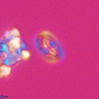 Bukrylithus ambiguus 9264