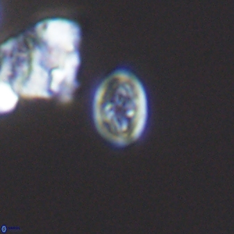 Bukrylithus ambiguus 9265