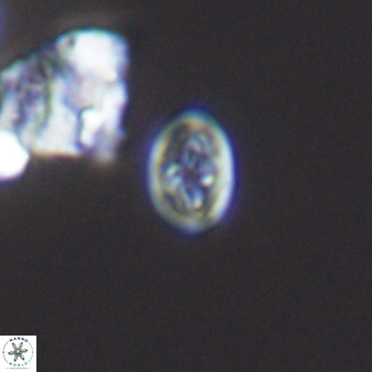 Bukrylithus ambiguus 9265
