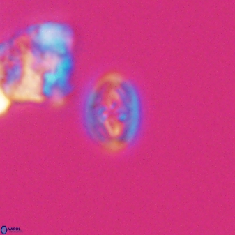 Bukrylithus ambiguus 9266