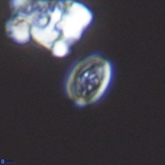 Bukrylithus ambiguus 9267