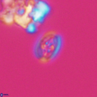 Bukrylithus ambiguus 9268