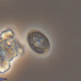 Bukrylithus ambiguus 9269