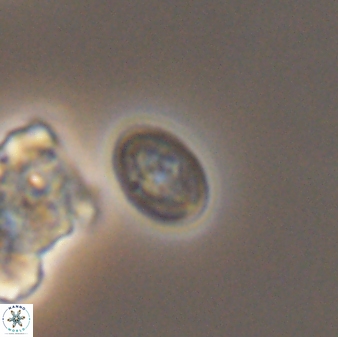 Bukrylithus ambiguus 9269