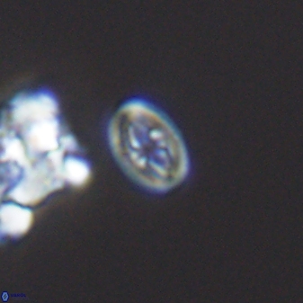 Bukrylithus ambiguus 9263