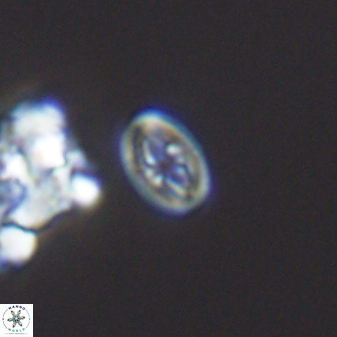 Bukrylithus ambiguus 9263