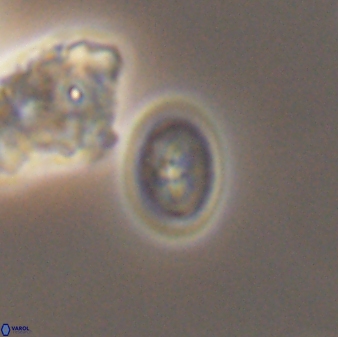 Bukrylithus ambiguus 9270