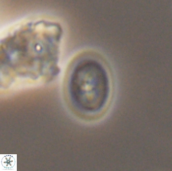 Bukrylithus ambiguus 9270
