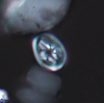 Bukrylithus ambiguus 9308