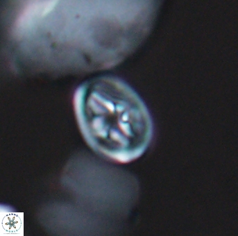 Bukrylithus ambiguus 9308