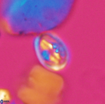 Bukrylithus ambiguus 9309