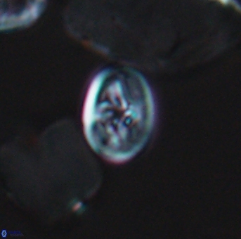 Bukrylithus ambiguus 9310