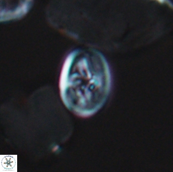 Bukrylithus ambiguus 9310