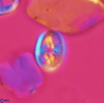 Bukrylithus ambiguus 9311