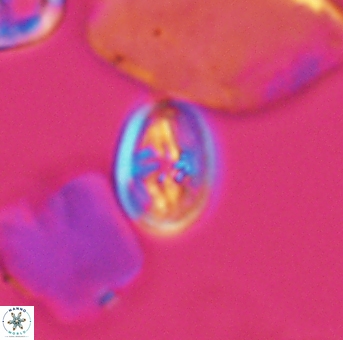 Bukrylithus ambiguus 9311