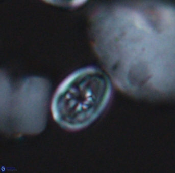 Bukrylithus ambiguus 9312