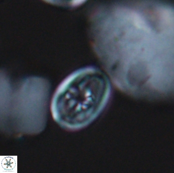 Bukrylithus ambiguus 9312