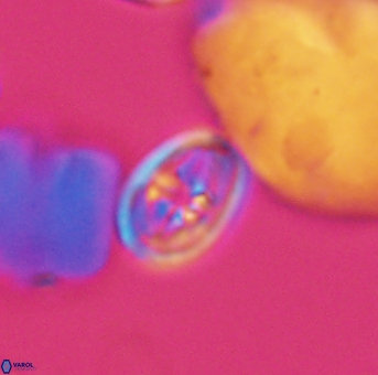 Bukrylithus ambiguus 9313