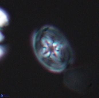 Bukrylithus ambiguus 9324