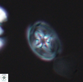 Bukrylithus ambiguus 9324