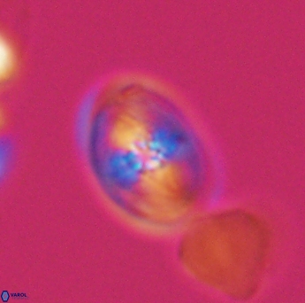 Bukrylithus ambiguus 9325