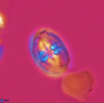 Bukrylithus ambiguus 9326