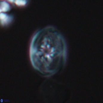 Bukrylithus ambiguus 9327