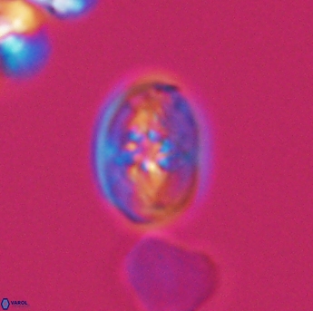 Bukrylithus ambiguus 9328