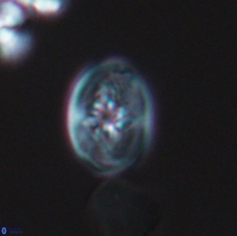 Bukrylithus ambiguus 9329