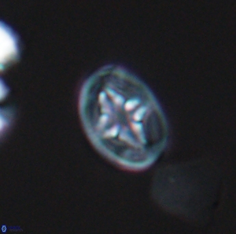 Bukrylithus ambiguus 9323